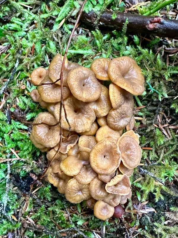 A close-up of clustered brown mushrooms in green moss