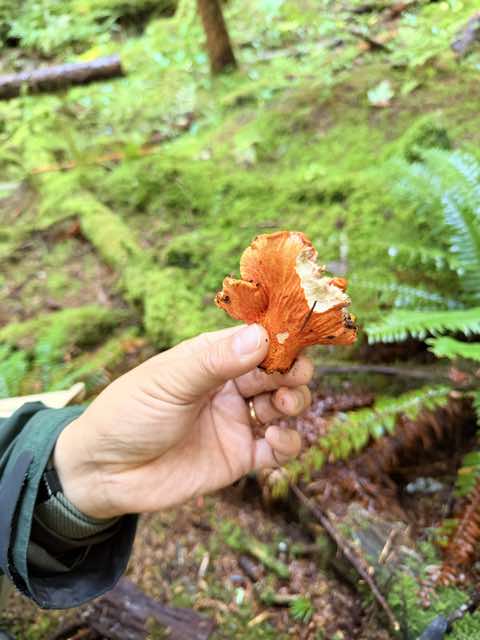 An orange mushroom held against a mossy forest background