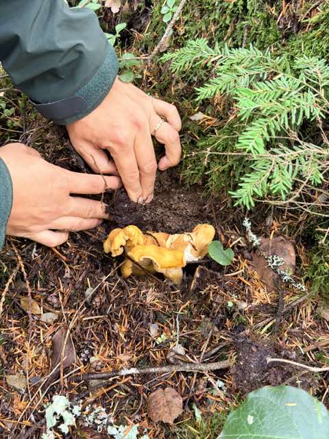 Golden mushrooms growing in forest soil