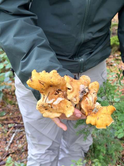 A handful of golden forest mushrooms