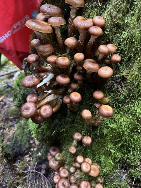 Clusters of brown mushrooms growing on a mossy tree