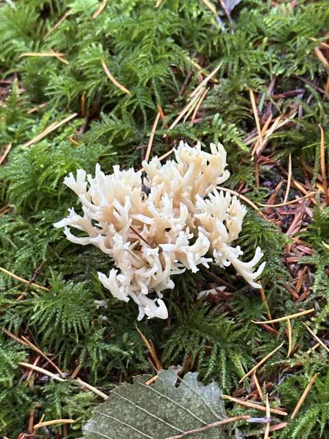 Pale coral-shaped mushroom growing among moss