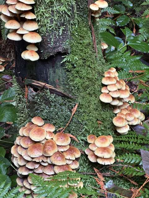 Mushrooms clustered around a mossy stump