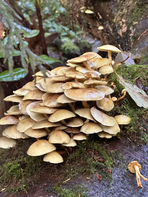 A large cluster of pale mushrooms on a tree trunk