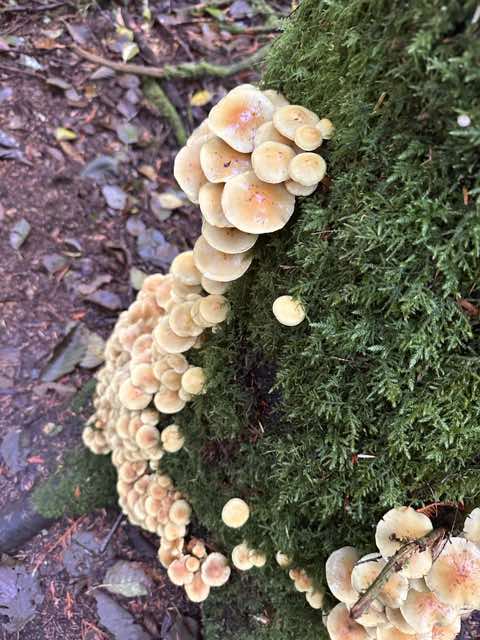 Small pale mushrooms growing down a mossy log