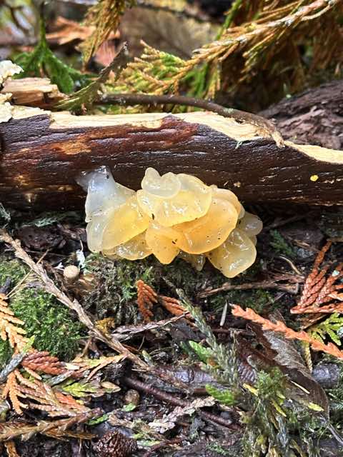 Translucent yellow jelly mushrooms under a fallen branch