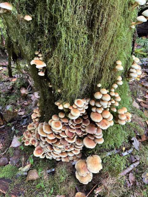 Dense mushrooms growing at the foot of a moss-covered tree