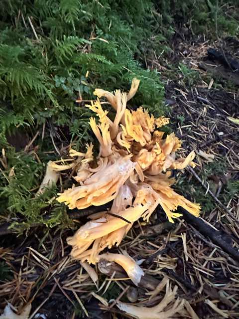 Golden coral-like mushroom in the forest