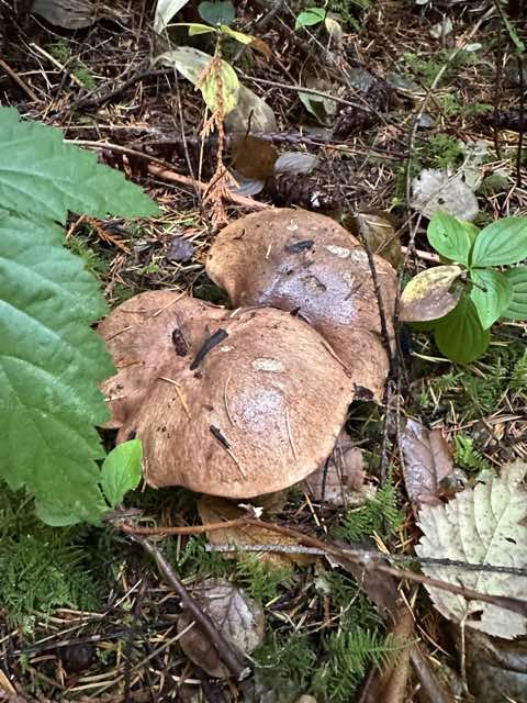 Two large brown mushrooms among ferns and forest leaves