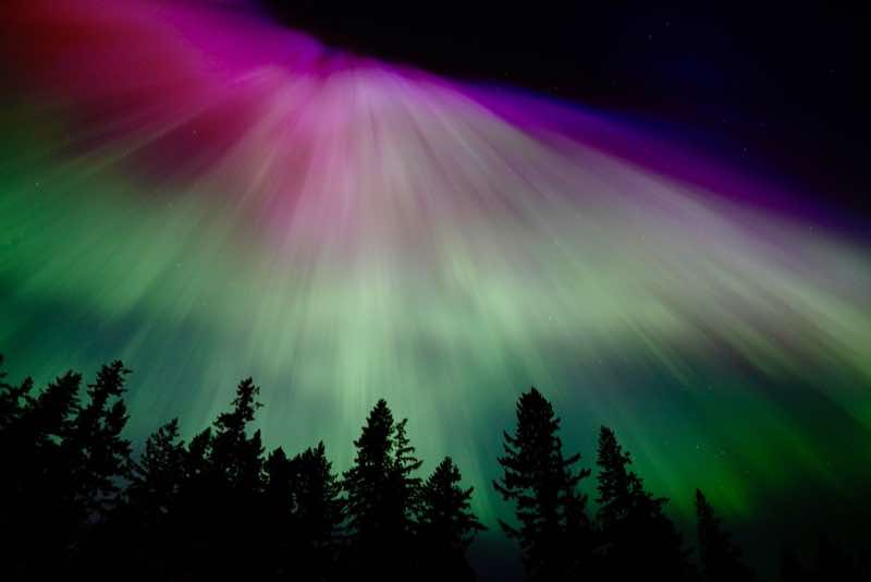 Radiant green and magenta northern lights above evergreen trees