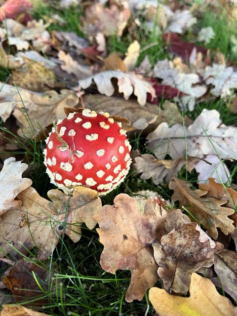 Bright red spotted mushroom among autumn leaves