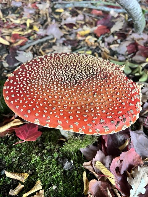 A red spotted mushroom seen from above